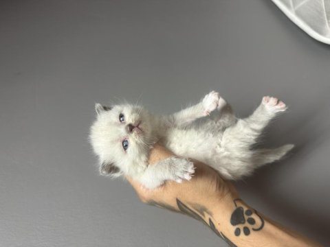 Muhteşem Gri Beyaz British Yavrular