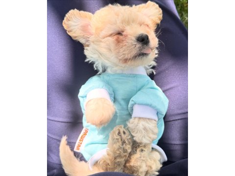 Acil Bichon Frise 2 Aylık