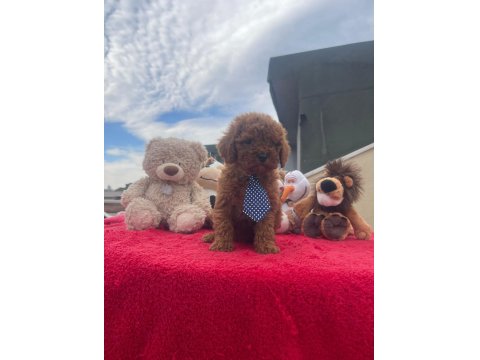 Safkan Irk Ve Sağlık Garantili Toy Poodle