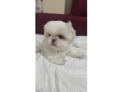 2 Aylık Pekingese Yavrular