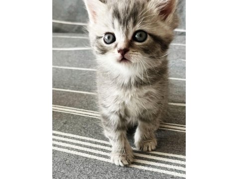 Yavru Kedileri Ve Anneyi Mama Karşılığı Sahiplendiriyoruz