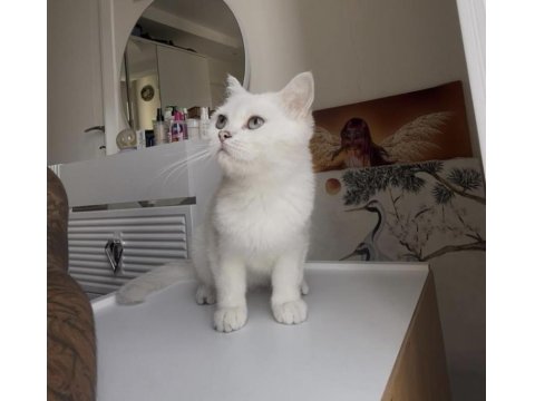 British Shorthair Beyaz Mavi Göz Dişi