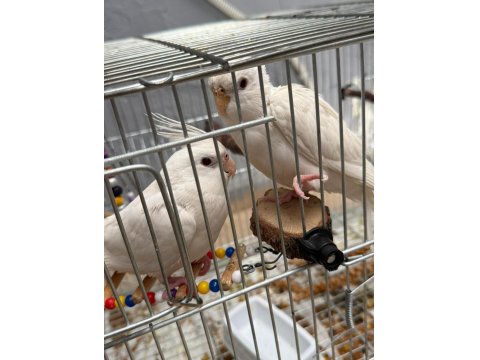 En Büyüğü 4 Aylık 2 Çift Sultan Papağanları