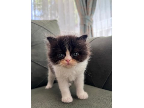 Exotic Longhair Yavrularımız Rezerveye Açıktır.