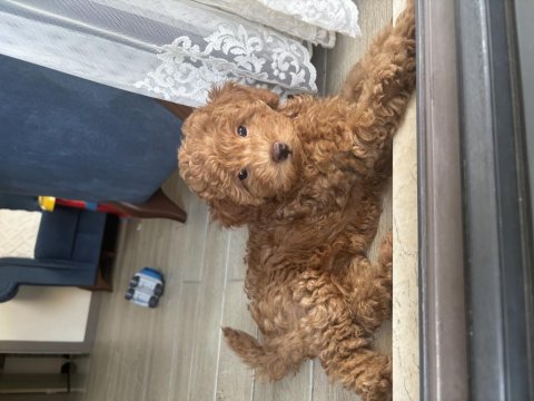 Toy Poodle Köpeği 4 Aylık