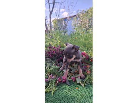 Teacup Dişi Chihuahua Bebekler