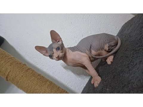 2 Aylık Erkek Sfenks Yavrumuz