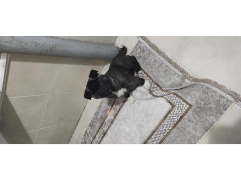 Safkan Amerikan Akita