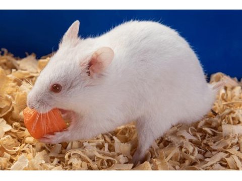 Kafesinde Birlikte Hamster