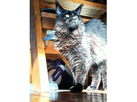 Karakteri Cüssesi Ve Dopdolu Şeceresi İle Maine Coon Ercüment
