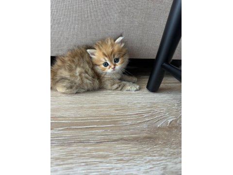 1 Aylık Bebik Kedimize Yuva Arıyoruz