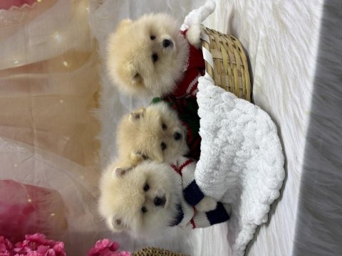 Pomeranian Bebek Köpekler