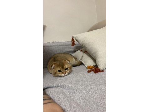 Bu Kedi Safkan Golden Evinizi Şenlendirecek