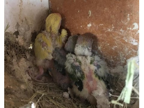 Sevda Papağanı Aşk Kuşu Yeni Yuvasını Arıyor