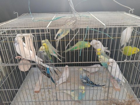 Yetişkin Erkek Dişi Muhabbet Hazır Kuşlar