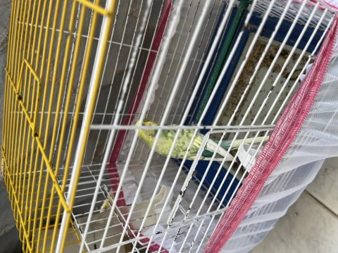 2 Tane Eşleşmiş 1 Tane Yavru Muhabbet Kuşu