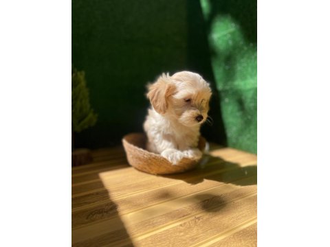 Maltipoo Bebek Köpekler