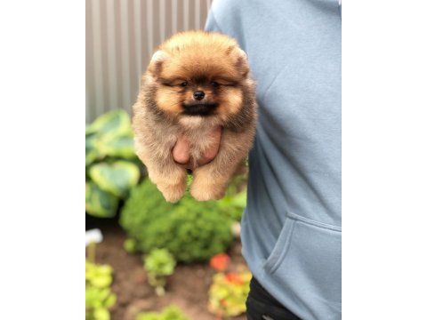 Ayı Surat Pomeranian Yavruları