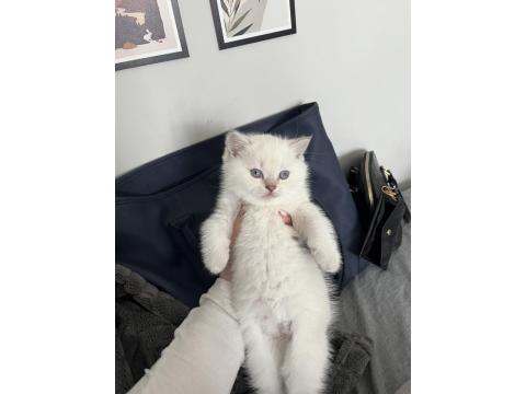 2 Aylık British Longhair Yavrularımızı Sahiplendiriyoruz