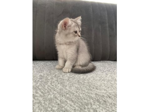 Yavru Kedilerimize Yuva Arıyoruz