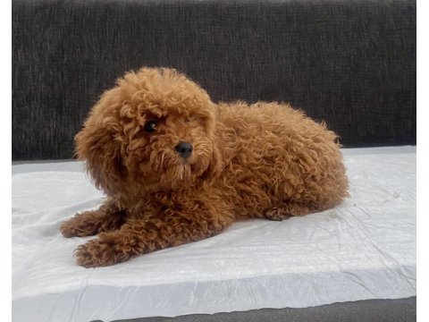Mini Boy Toy Poodle Kızımız