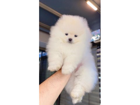 Dişi Ve Erkek Teddy Bear Garantili Pomeranian