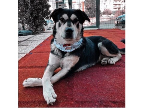 Husky Kırması Erkek Kısır Çipli