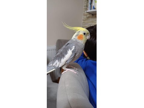 Meraklısına Erkek Sultan Papağanı