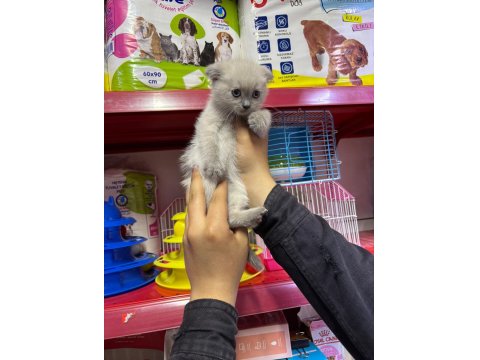 Scottish Fold Yavrularım Sağlık Ve Irk Garantilidir