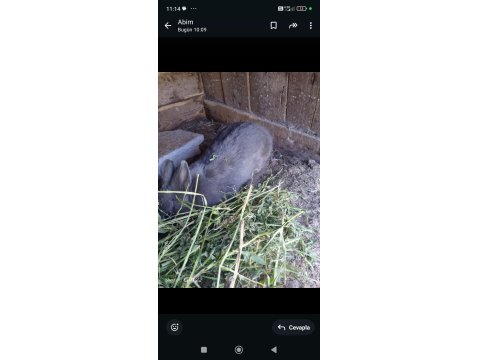 Bir Dişi Ve Bir Erkek Eşli Tavşanlar Sahiplendirilecektir