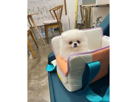 Ayı Surat Pomeranian Yavru Köpekler