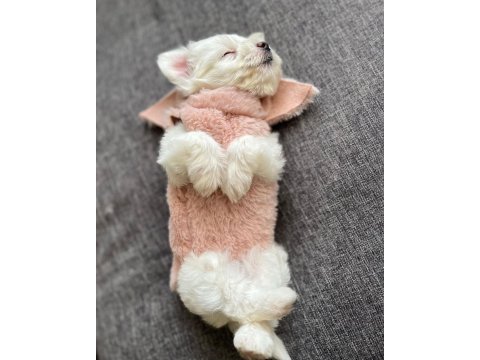 Dünya Tatlısı Terrier Yavruları