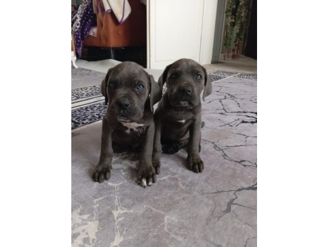 2 Buçuk Aylık Dişi Erkek Cane Corso Yavrularımız
