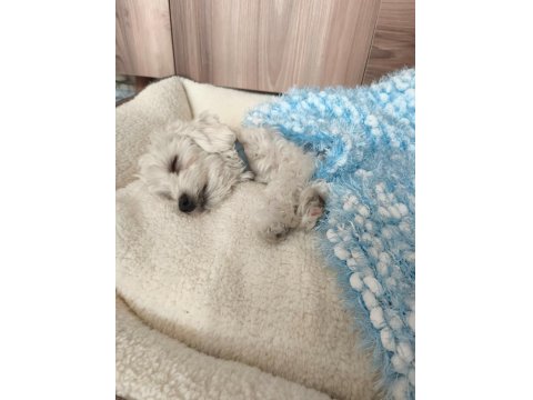 11 Aylık Erkek Köpeğimiz İçin Ömürlük Yuva Arıyoruz