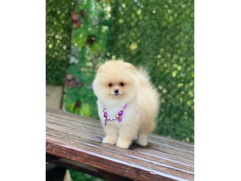Orjinal Ayıcık Surat Dişi Pomeranian Boo