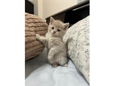 6 Adet Yavru Kedim Var