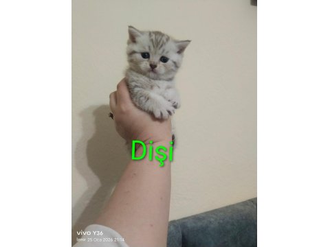 Rezerveye Açık Yavru Kedilerimiz