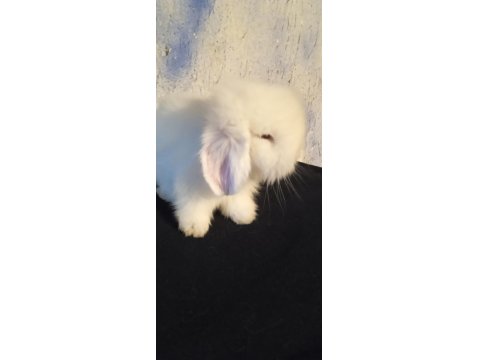 Teddy Lop Tavşan Yavrular