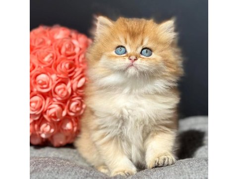 Altın Gibi Golden British Longhair