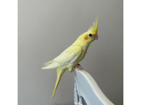 Sultan Papağanımız Sahiplendirilecek