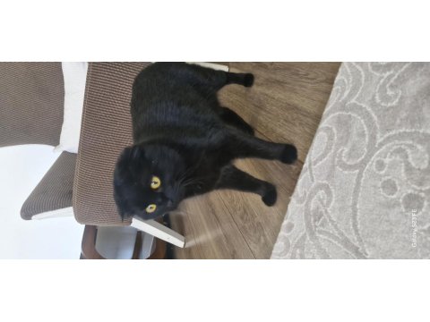 Scottish Fold Kardeşlere Yuva Arıyorum Birlikte Ya Da Ayrı