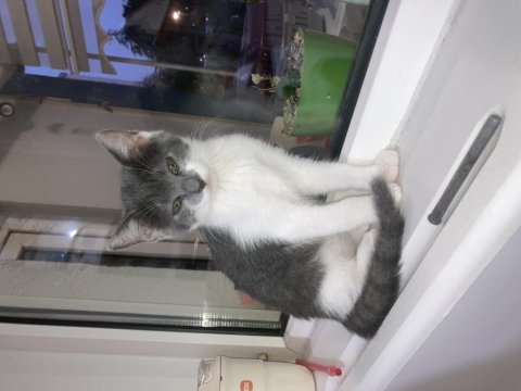 Asil British Shorthair Kız Yeni Yuvasını Arıyor