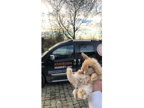 Tüm Şehirlere Gönderim Hollanda Lop Tavşanı