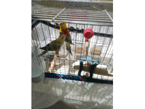 Şarkıcı Pareket Papağanı