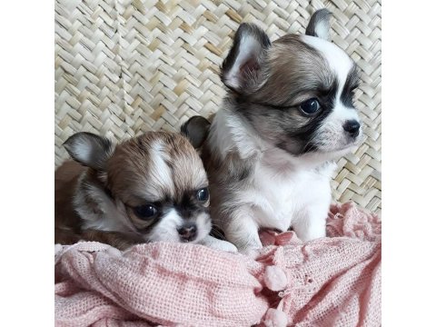 Chihuahua Yavruları