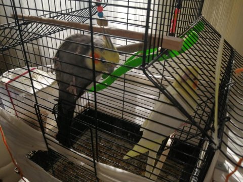 Sağlıklı Takım Sultan Papağanı