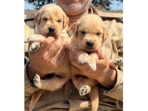 Golden Retriever Yavrularımız Büyüdü