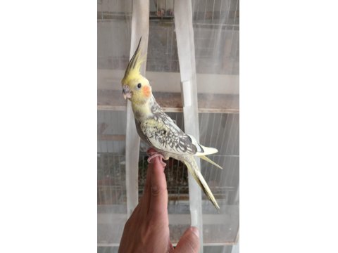 Ele Alışık Uysal Bebek Sultanlar