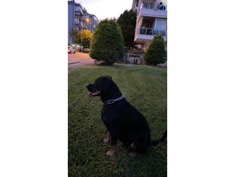 Safkan Dişi Rottweiler Yavrular