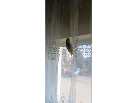 1 Aylık Yavru Dişi Muhabbet Kuşumuz